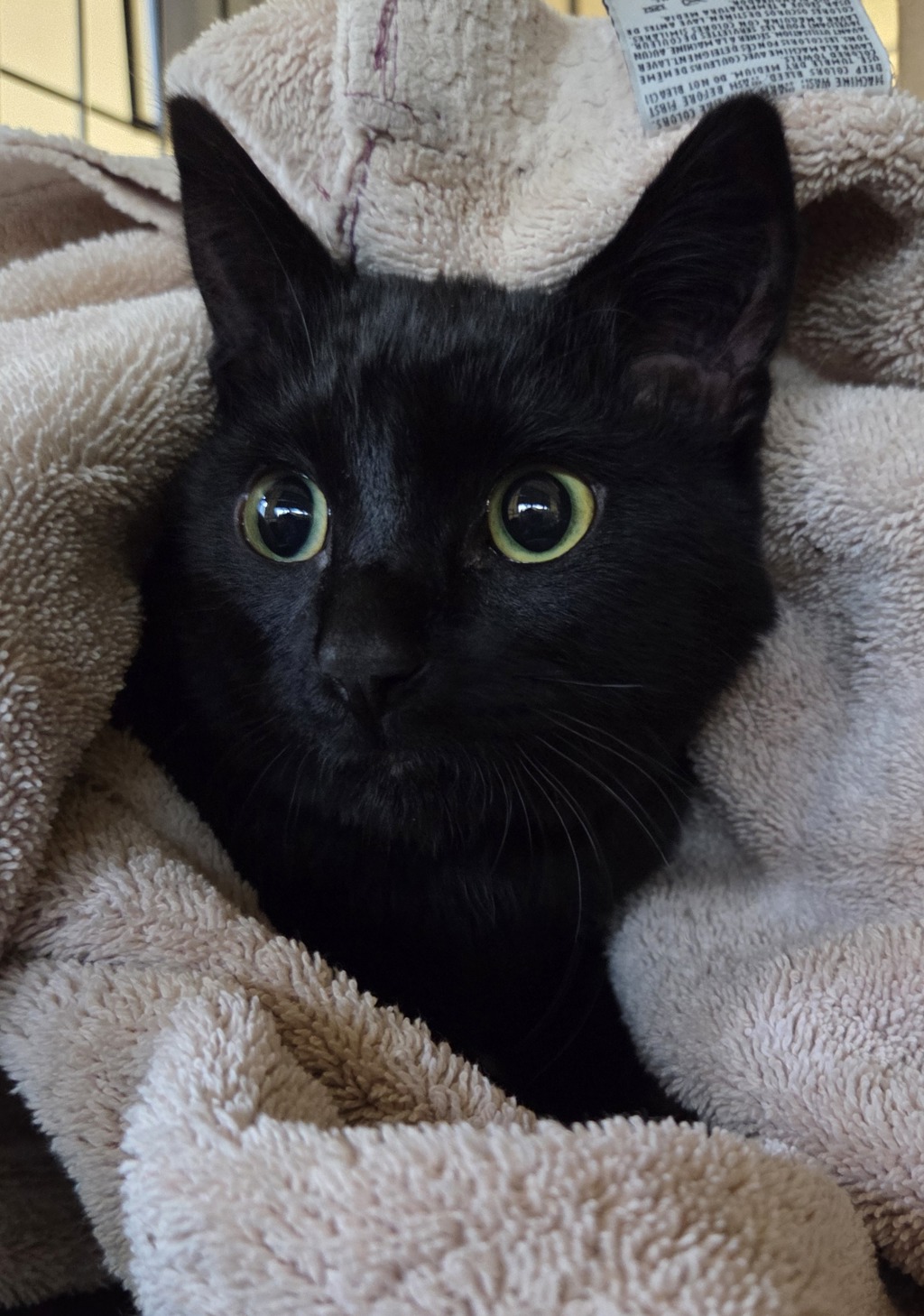 Shelter Stray Male Cat last seen Apt 44,7401 NE 18th Street, VANCOUVER, WA, 98661, 1100 NE 192nd Ave, Vancouver, WA 98684, USA