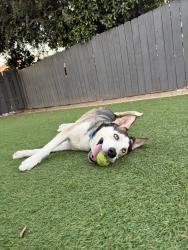 Shelter Stray Male Dog last seen Near N 2nd Street, El Cajon, CA, 92021, El Cajon, CA 92020, USA