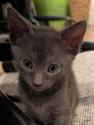 Shelter Stray Female Cat last seen Near Burnet Drive, Escondido, CA, 92027, Escondido, CA 92027, USA