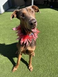 Shelter Stray Male Dog last seen Near Evergreen Parkway, Oceanside, CA, 92054, Oceanside, CA 92058, USA