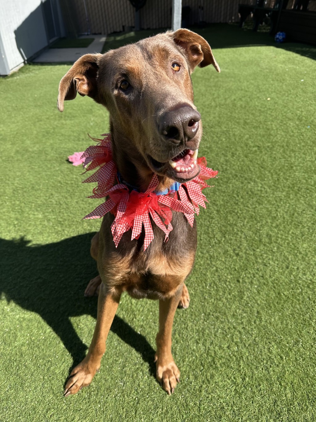 Shelter Stray Male Dog last seen Near Evergreen Parkway, Oceanside, CA, 92054, Oceanside, CA 92058, USA