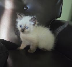 Shelter Stray Male Cat last seen Division Street, San Diego, CA, 92113, 5500 Gaines St, San Diego, CA 92110, USA