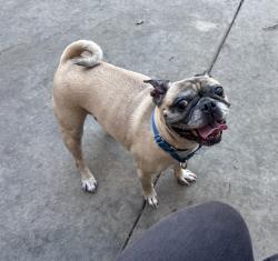 Shelter Stray Female Dog last seen Near Marauder Way, San Diego, CA, 92126, 5500 Gaines St, San Diego, CA 92110, USA