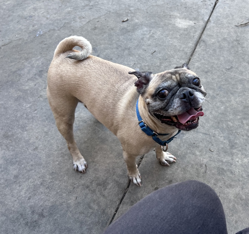 Shelter Stray Female Dog last seen Near Marauder Way, San Diego, CA, 92126, 5500 Gaines St, San Diego, CA 92110, USA
