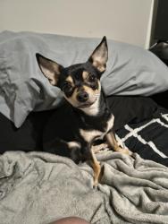 Lost Male Dog last seen Rodney Parham and shackleford, Little Rock, AR 72205