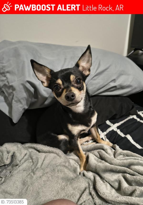Lost Male Dog last seen Rodney Parham and shackleford, Little Rock, AR 72205