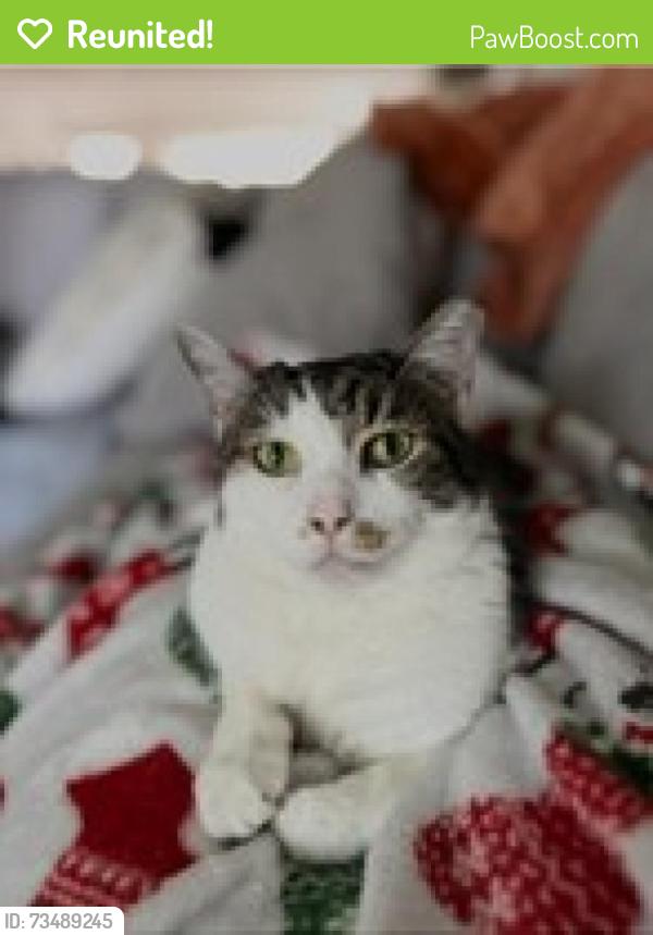 Reunited Male Cat last seen SW 60th Ave./South Fig Tree Lane, Plantation, FL 33317