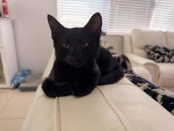 Lost Male Cat last seen 191st St on Aventura Isles, Miami, FL 33179