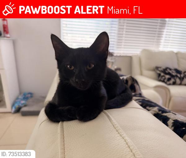 Lost Male Cat last seen 191st St on Aventura Isles, Miami, FL 33179