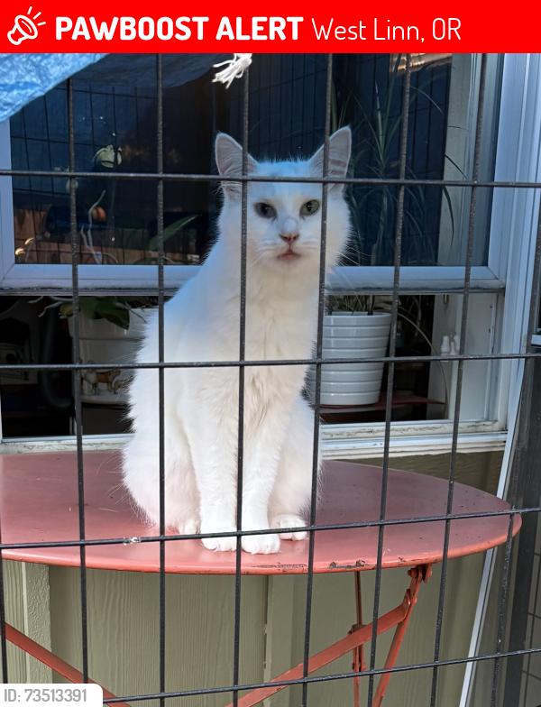 Lost Female Cat last seen Mary S Young Park bordered by Hwy 43 & SW Mapleton, West Linn, OR 97068