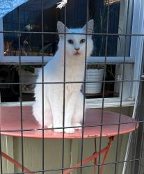 Lost Female Cat last seen Mary S Young Park bordered by Hwy 43 & SW Mapleton, West Linn, OR 97068