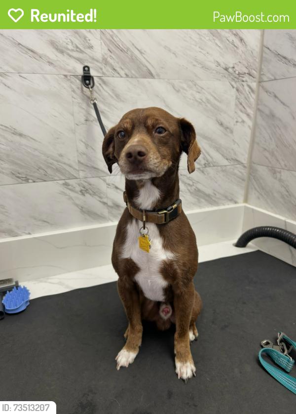Reunited Male Dog last seen Coburn st, National City, CA 91950