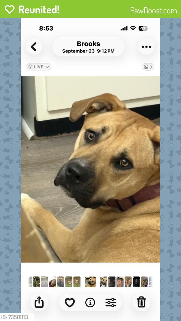 Reunited Male Dog last seen Outer loop &Preston Hwy, Louisville, KY 40219