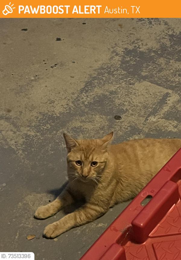 Found/Stray Male Cat last seen The Ivy, Austin, TX 78753
