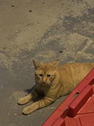 Found/Stray Male Cat last seen The Ivy, Austin, TX 78753