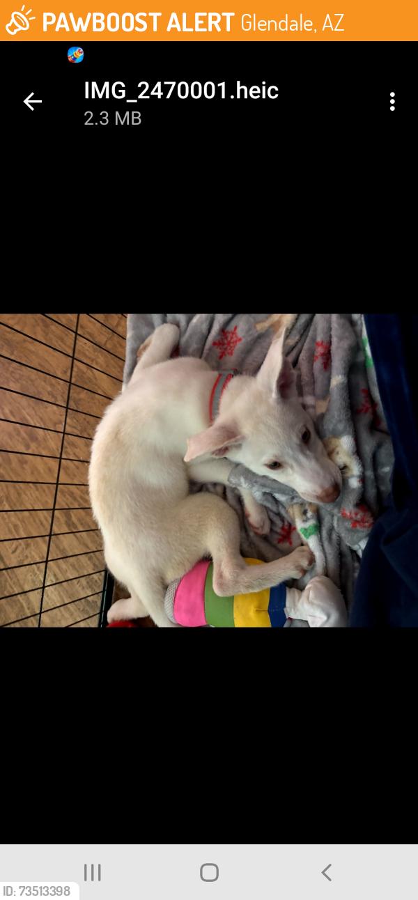Found/Stray Male Dog last seen 87th and camelback, Glendale, AZ 85305