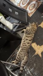Lost Male Cat last seen Oakwood, Robinwood, Elmira Heights, NY 14903