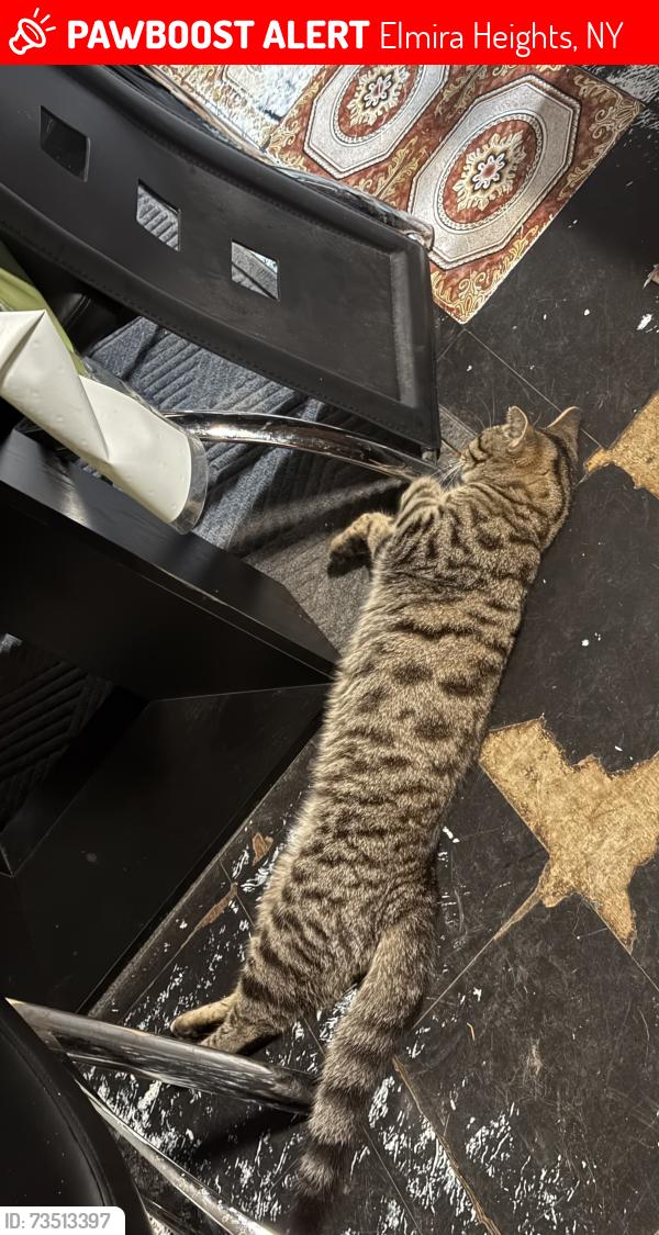 Lost Male Cat last seen Oakwood, Robinwood, Elmira Heights, NY 14903