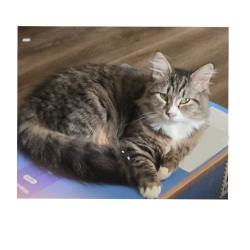 Reunited Female Cat last seen Waynesboro, VA 22980, USA, Waynesboro, VA 22980