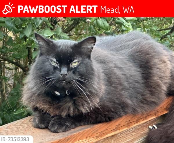Lost Female Cat last seen Shenandoah Forest Park, Mead, Mead, WA 99021