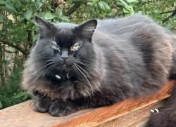 Lost Female Cat last seen Shenandoah Forest Park, Mead, Mead, WA 99021