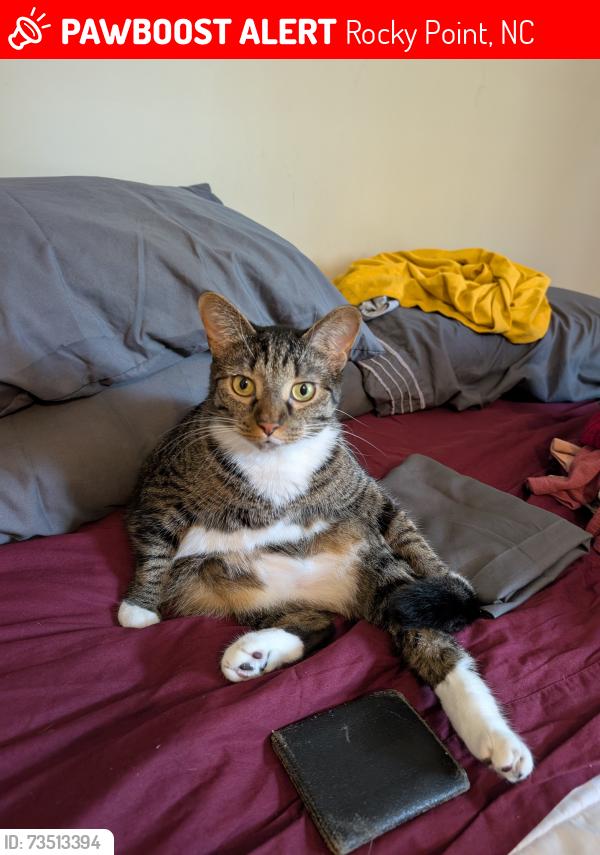 Lost Female Cat last seen Highsmith Rd & Fennell Town Rd, Rocky Point, NC 28457