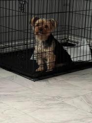 Reunited Male Dog last seen sumac & yucca, Hesperia, CA 92345