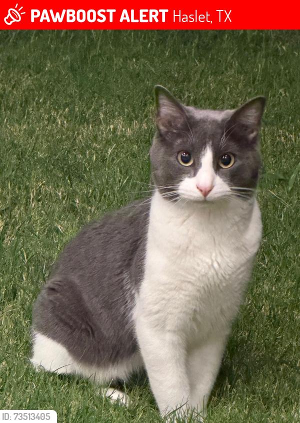 Lost Male Cat last seen thatcher rd, willow springs rd, Haslet, TX 76052
