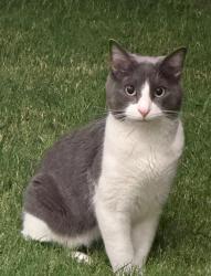 Lost Male Cat last seen thatcher rd, willow springs rd, Haslet, TX 76052