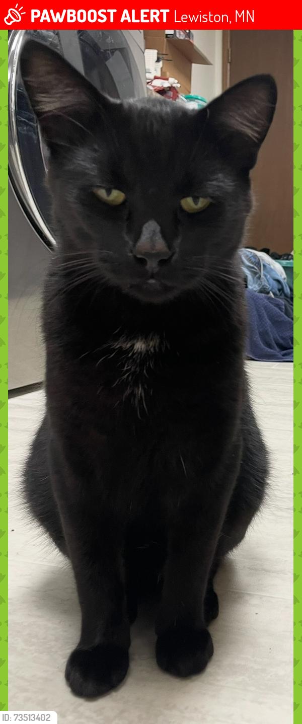 Lost Male Cat last seen saint john lutheran church, Lewiston, MN 55952