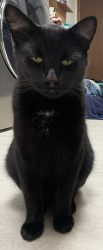 Lost Male Cat last seen saint john lutheran church, Lewiston, MN 55952