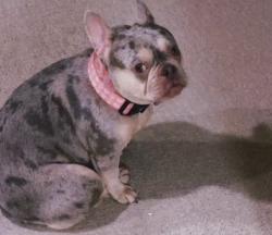 Reunited Female Dog last seen Burbon street, New Orleans, LA 70112