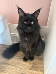 Lost Male Cat last seen Near oreol drive, Bensalem, PA 19020