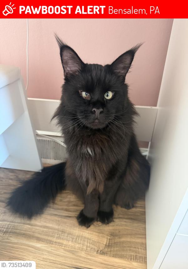 Lost Male Cat last seen Near oreol drive, Bensalem, PA 19020