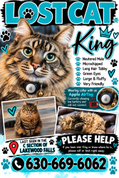 Reunited Male Cat last seen Weber Rd & Taylor Rd, Plainfield, IL 60544