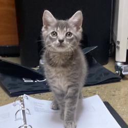 Shelter Stray Male Cat last seen , Animal Care & Control Team of Philly, 111 W Hunting Park Ave, Philadelphia, PA 19140, USA