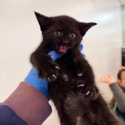 Shelter Stray Male Cat last seen , Animal Care & Control Team of Philly, 111 W Hunting Park Ave, Philadelphia, PA 19140, USA