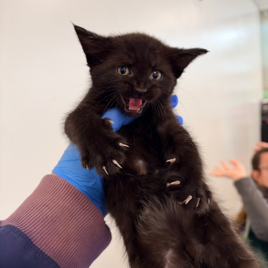Shelter Stray Male Cat last seen , Animal Care & Control Team of Philly, 111 W Hunting Park Ave, Philadelphia, PA 19140, USA