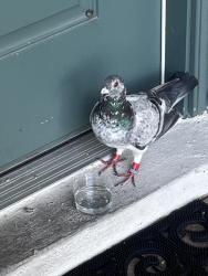 Lost Female Bird last seen Starkey Ranch Community, Odessa, FL 33556