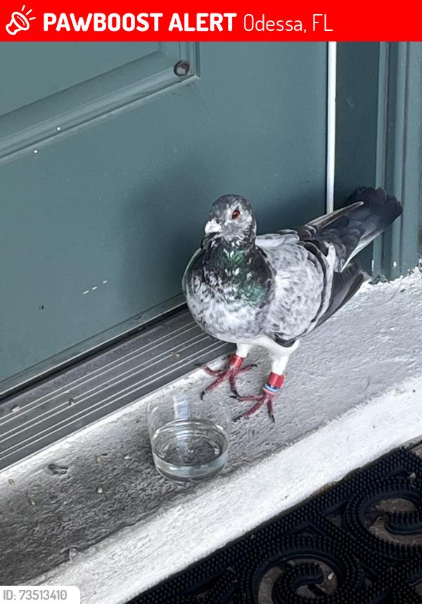 Lost Female Bird last seen Starkey Ranch Community, Odessa, FL 33556