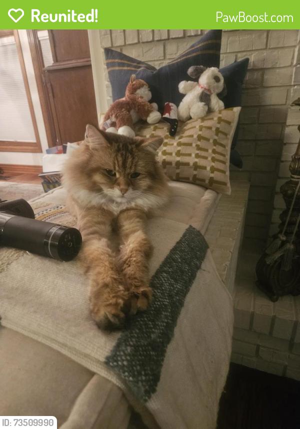 Reunited Male Cat last seen S Cook Ct and E Euclid Ave, Centennial, CO 80121