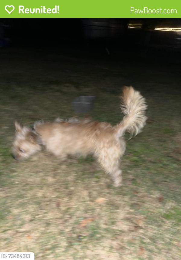 Reunited Male Dog last seen Grant middle school, Springfield, IL 62704
