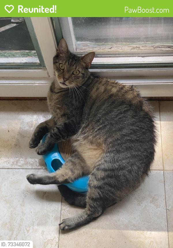 Reunited Male Cat last seen Condit terrace with Brennan Drive, West Orange, NJ 07052
