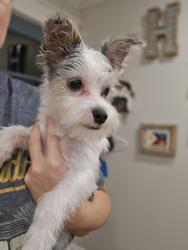 Found/Stray Male Dog last seen Saw Mill Hwy., Felix Rd, LA 70501