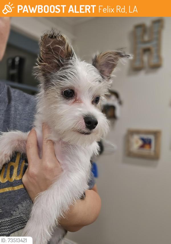 Found/Stray Male Dog last seen Saw Mill Hwy., Felix Rd, LA 70501