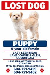 Lost Female Dog last seen Lands down, Glen. Gleneagle secondary school, Coquitlam, BC V3B 7A1
