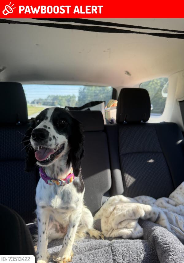 Lost Female Dog last seen Near the creek on Whippoorwhill/North High Shoals, North High Shoals, GA 30621
