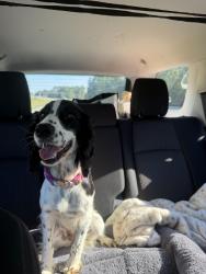 Lost Female Dog last seen Near the creek on Whippoorwhill/North High Shoals, North High Shoals, GA 30621