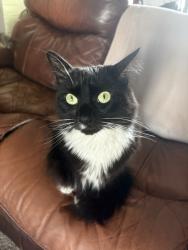 Reunited Female Cat last seen Near Sandstone St, Navarre, FL 32566, USA, Navarre, FL 32566