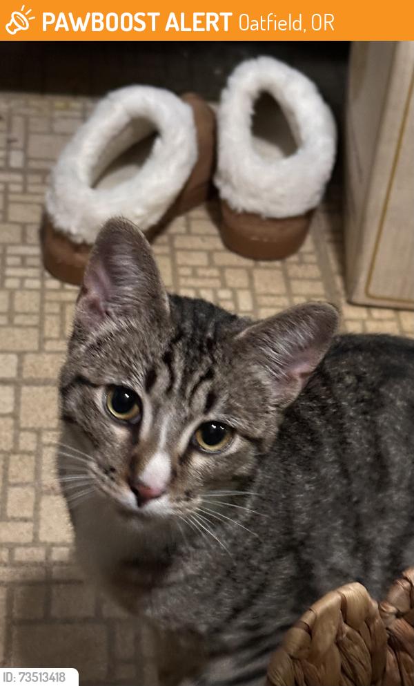 Found/Stray Male Cat last seen SE Jefferson St & SE McKinley, Oatfield, OR 97015